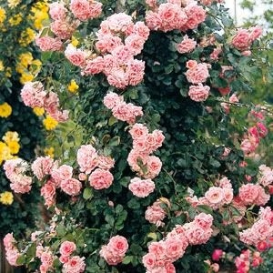 確認用バラ苗　バラ挿し木苗　ダム④ バラ ダムドゥシュノンソー 苗 販売 苗木部 By 花ひろばオンライン