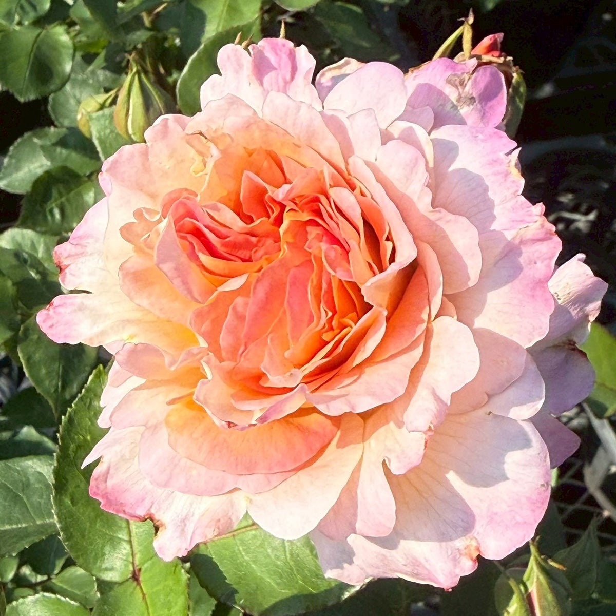 バラ苗ラパージュ