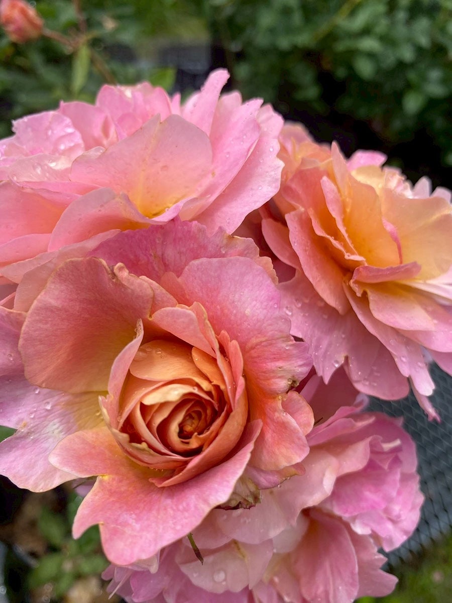 バラ苗ラパージュ