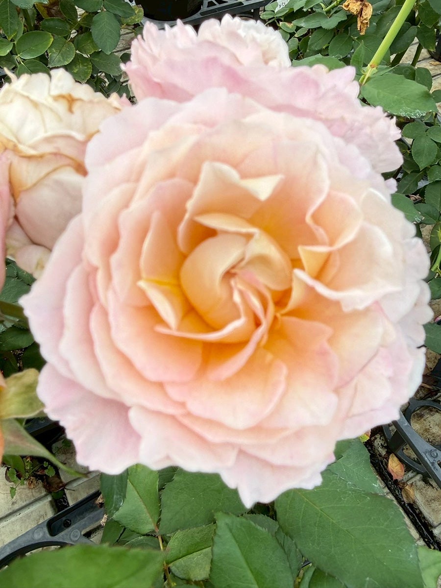 バラ苗ラパージュ