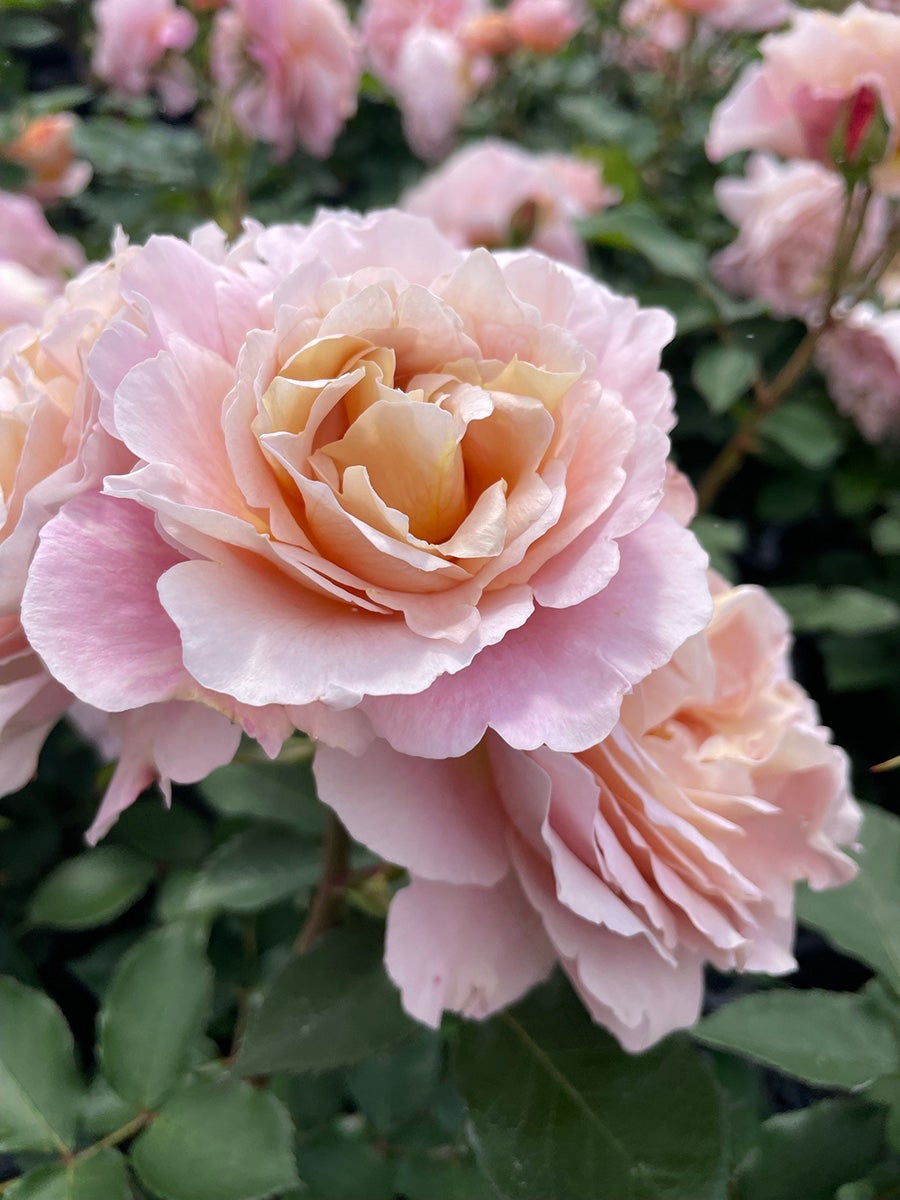 バラ苗ラパージュ