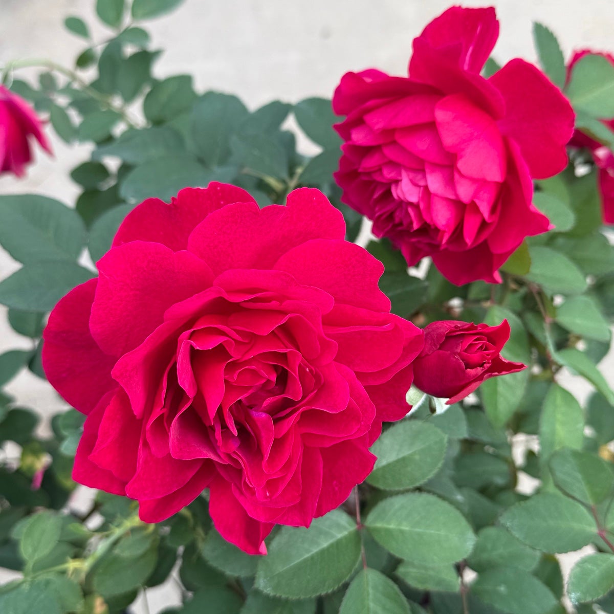 バラ苗ルベライト