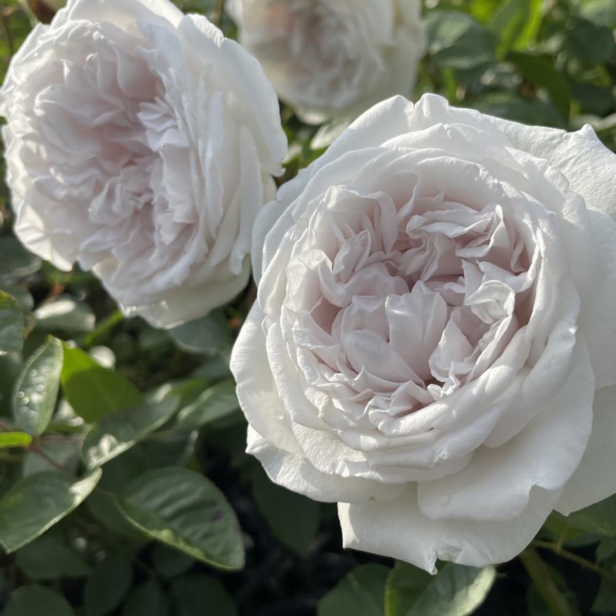 バラ苗エクリプス