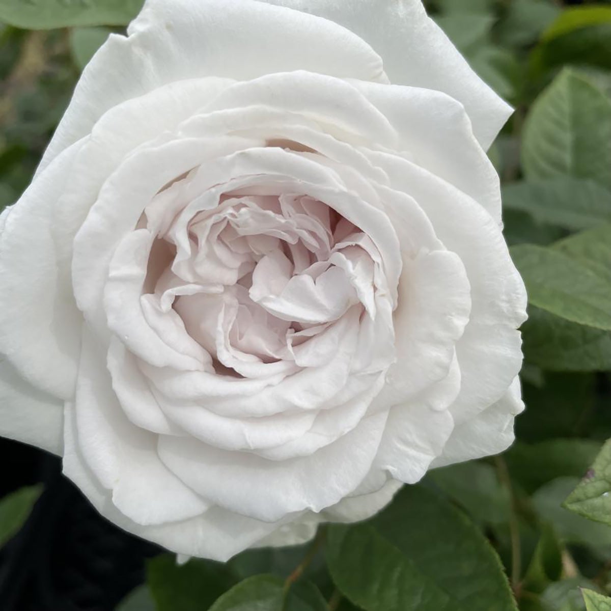 バラ苗エクリプス