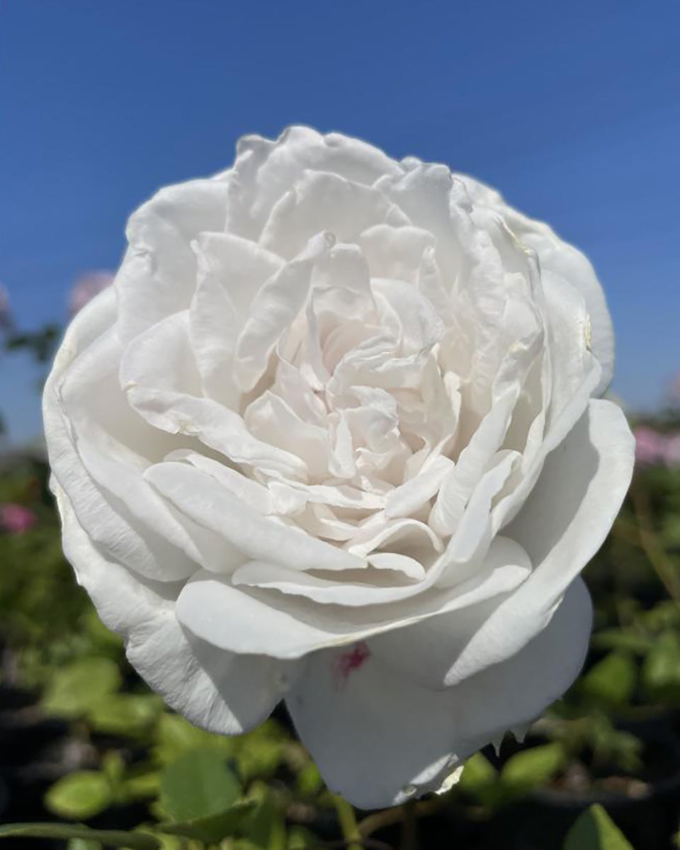 バラ苗エクリプス