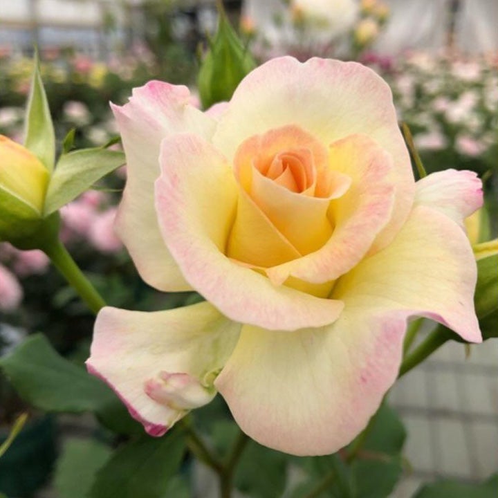 バラ苗マリアヴェール