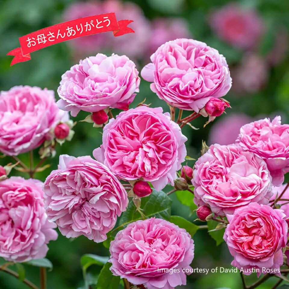 母の日ギフト】蕾・花付きバラ苗 人気のイングリッシュローズ