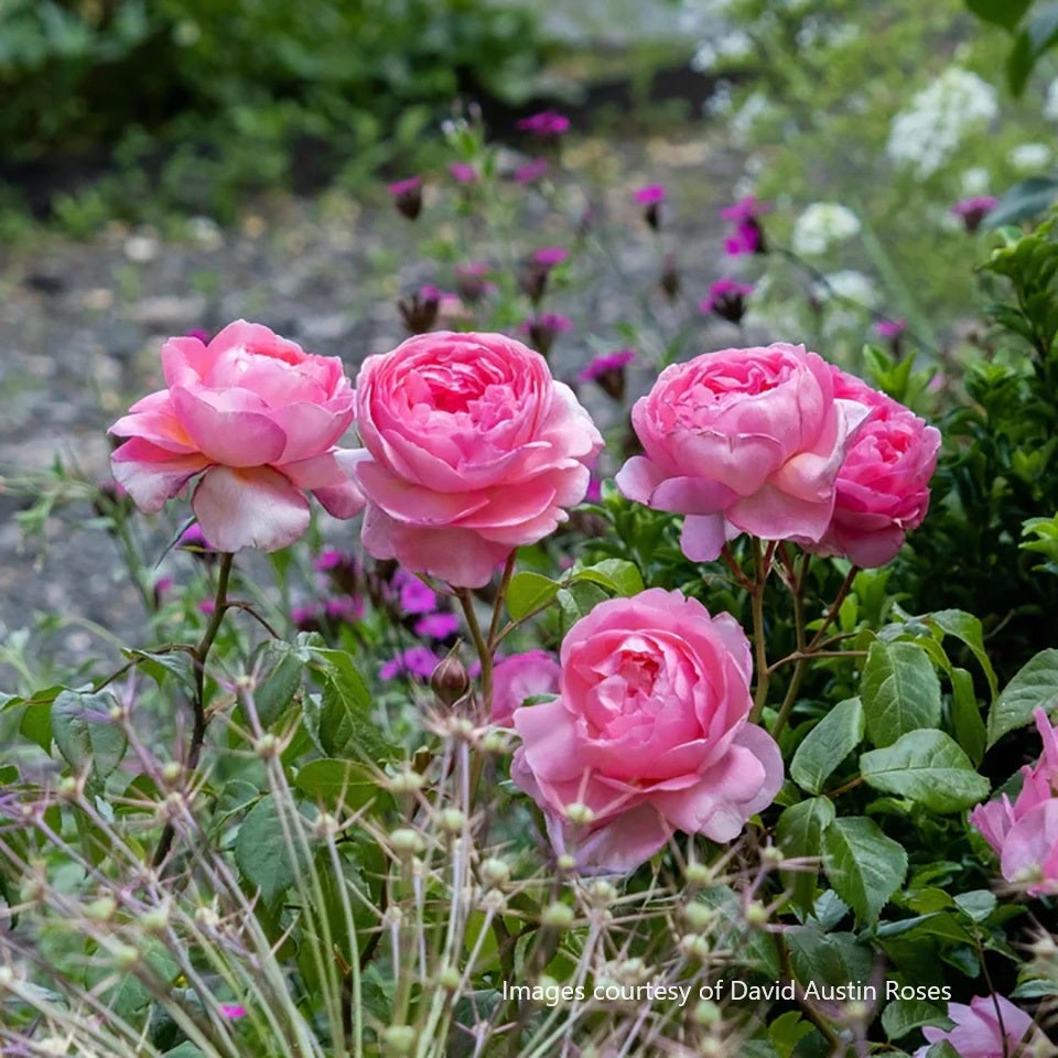 バラ苗母の日のプレゼント