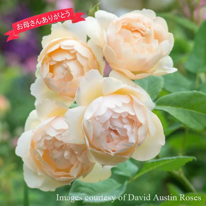 バラ苗母の日のプレゼント