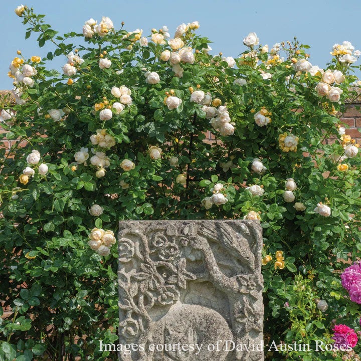 バラ苗母の日のプレゼント