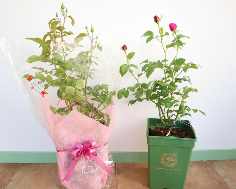 バラ苗母の日のプレゼント