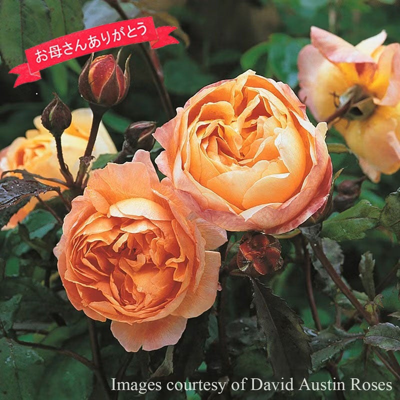 バラ苗母の日のプレゼント