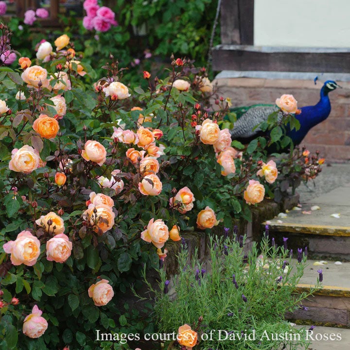 バラ苗母の日のプレゼント