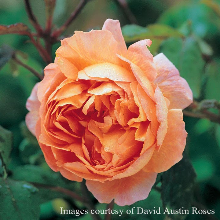 バラ苗母の日のプレゼント