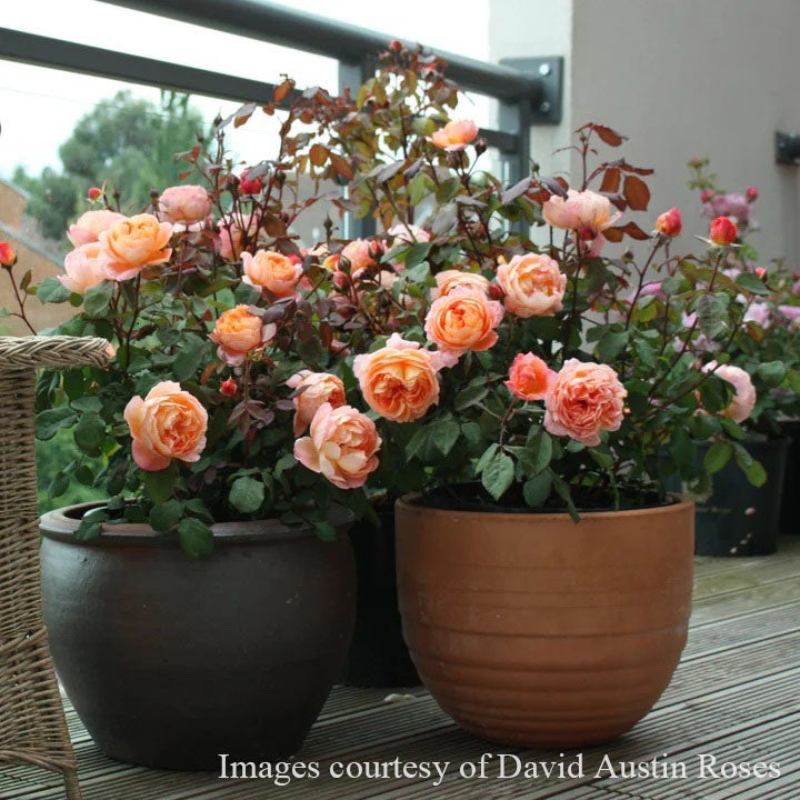 バラ苗母の日のプレゼント