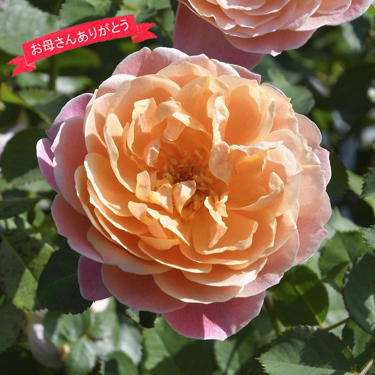 バラ苗母の日のプレゼント