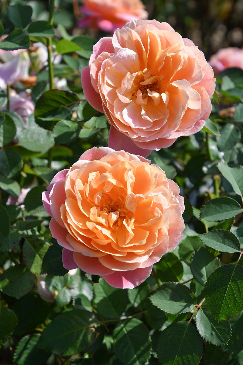 バラ苗母の日のプレゼント