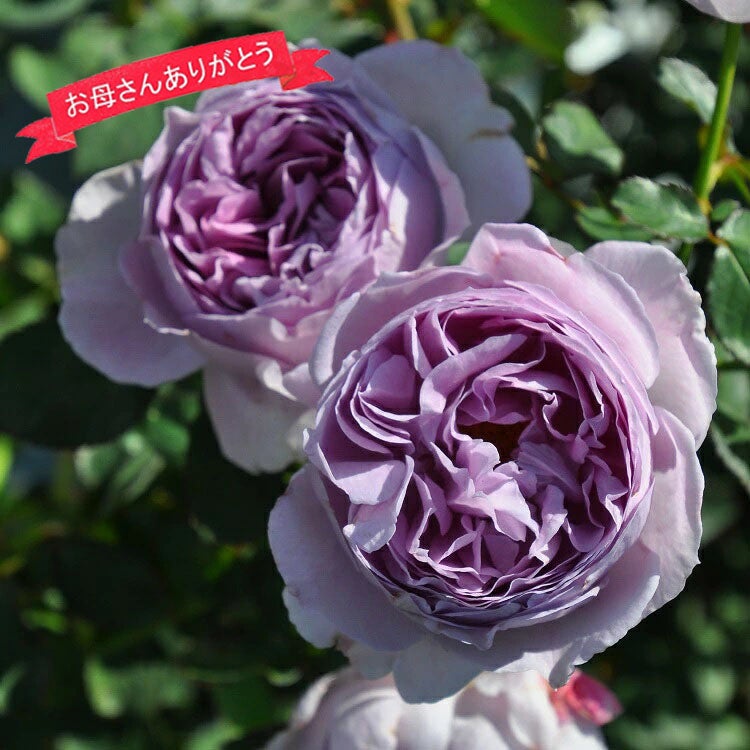 ロサオリエンティス／プログレッシオ | THE ROSE SHOP｜バラ専門店 ザ