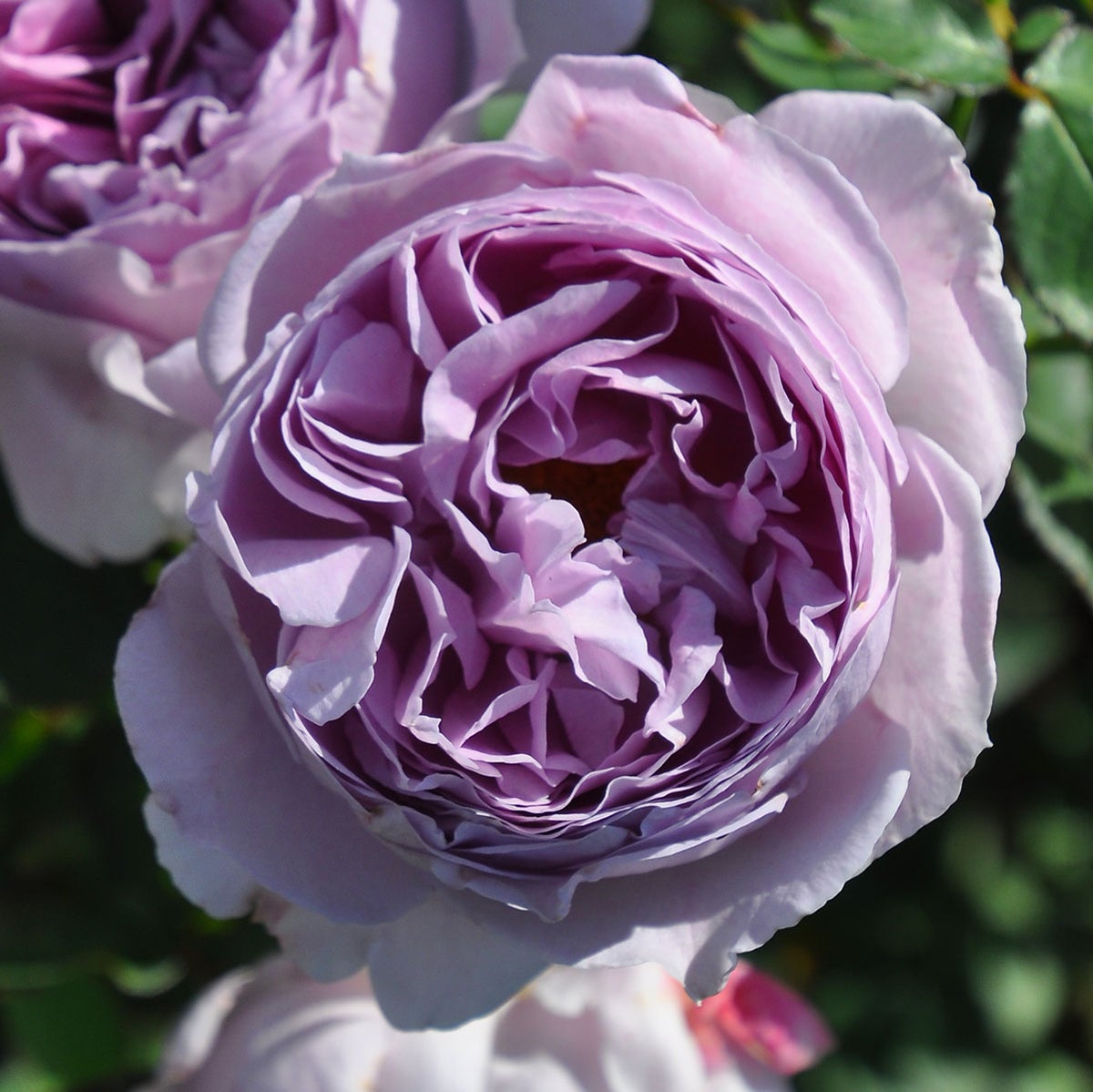 バラ苗母の日のプレゼント