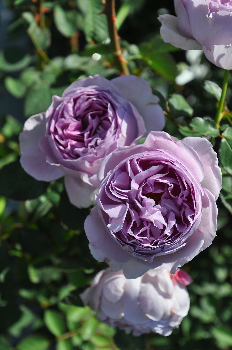 バラ苗母の日のプレゼント