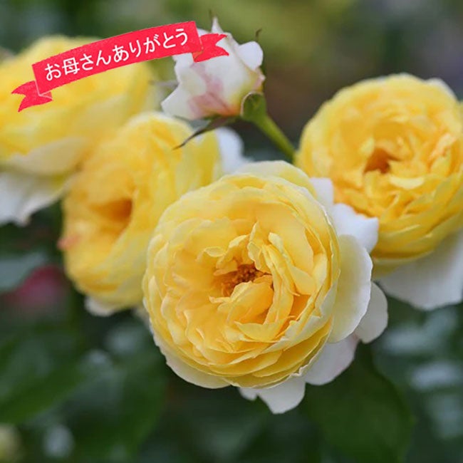 バラ苗母の日のプレゼント
