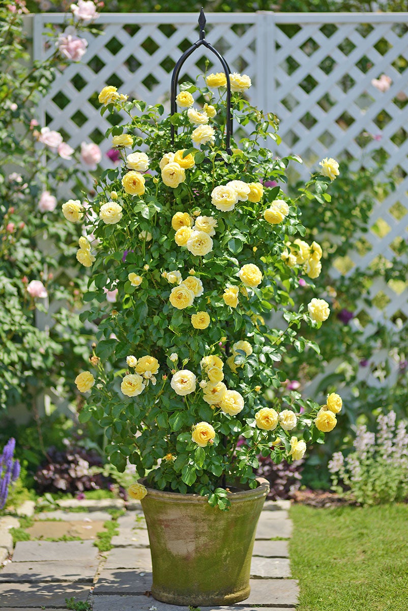 バラ苗母の日のプレゼント