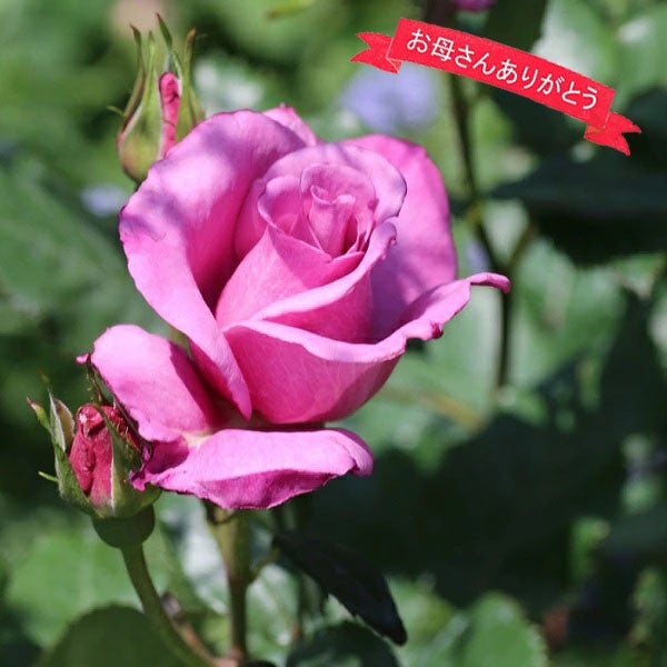 バラ苗母の日のプレゼント