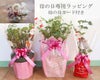 バラ苗母の日のプレゼント