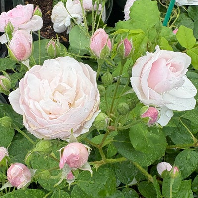 アウトレット】バラ苗 | THE ROSE SHOP｜バラ専門店 ザローズショップ 