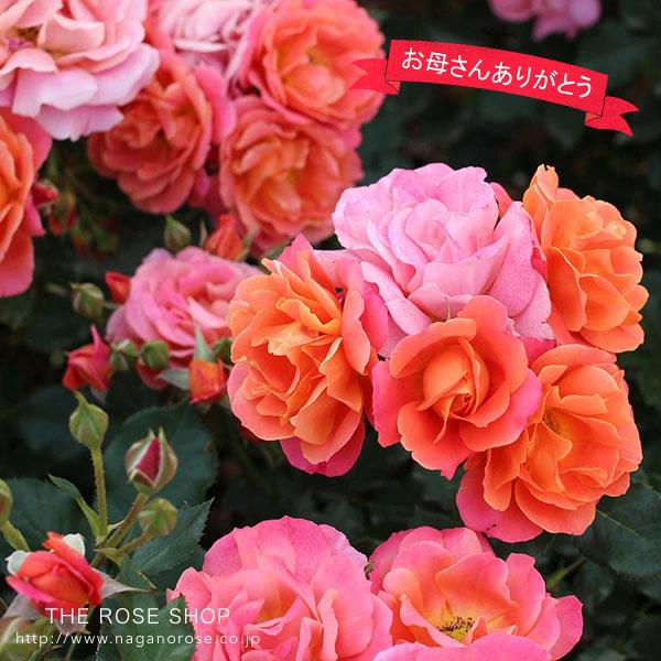 遅れてごめんね！母の日ギフト】 蕾・花付きバラ苗「ディズニーランド