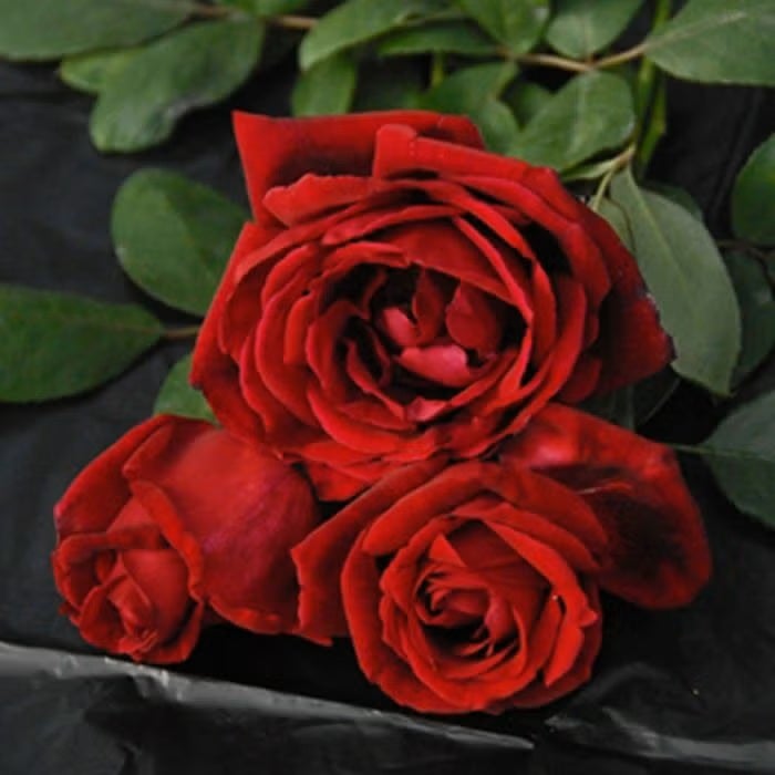 四季咲き大輪 ハイブリッドティー (HT) | THE ROSE SHOP｜バラ専門店