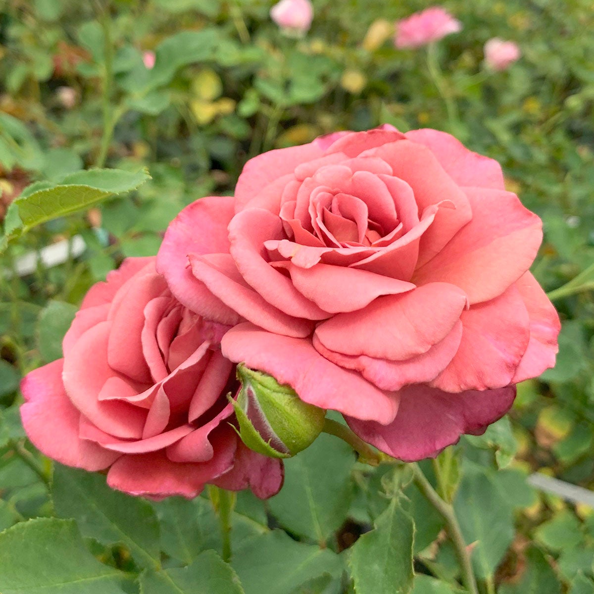 ブランドから選ぶ | THE ROSE SHOP｜バラ専門店 ザローズショップ 本店
