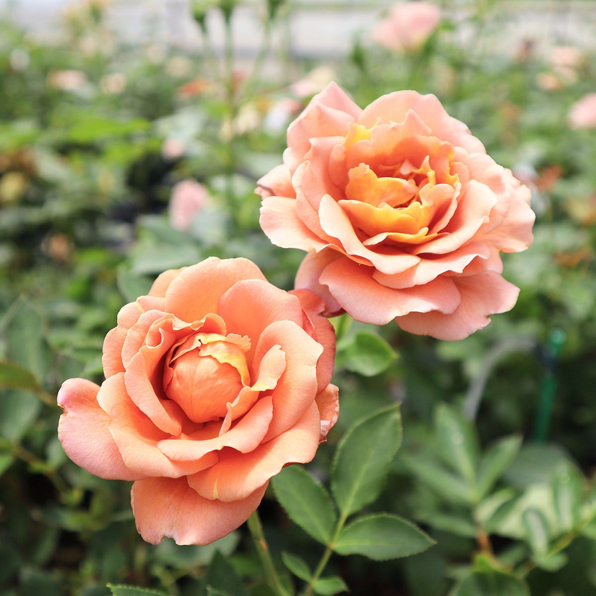 系統から選ぶ | THE ROSE SHOP｜バラ専門店 ザローズショップ 本店