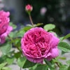 バラ苗エメトワ