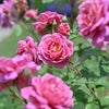 バラ苗グロッグ
