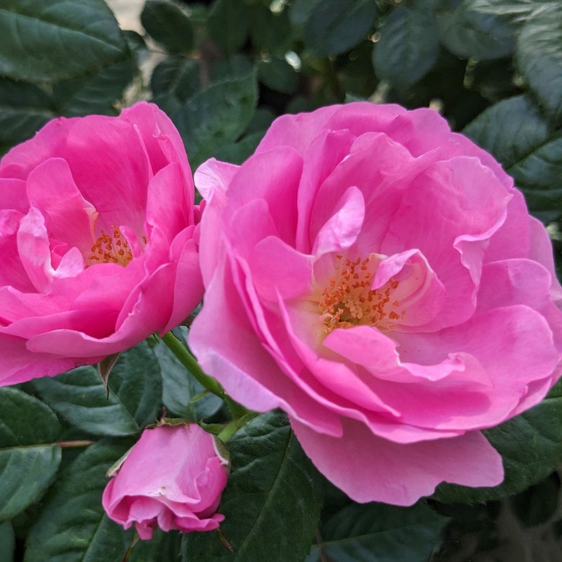 バラ苗ラフェリチータ