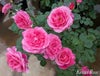 バラ苗花雫 (はなしずく)