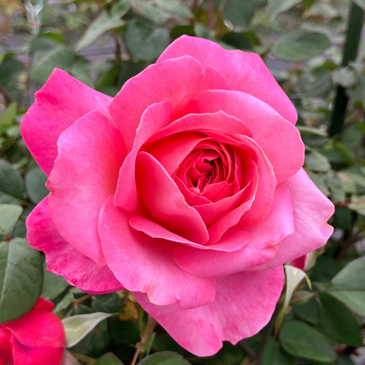 バラ苗花雫 (はなしずく
