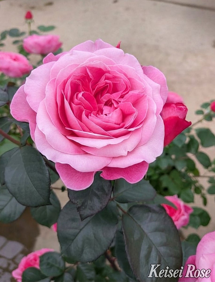 バラ苗花雫 (はなしずく