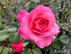 バラ苗花雫 (はなしずく