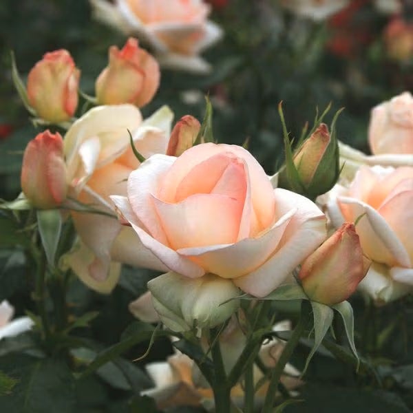 四季咲き中輪 フロリバンダ (FL) | THE ROSE SHOP｜バラ専門店 ザ