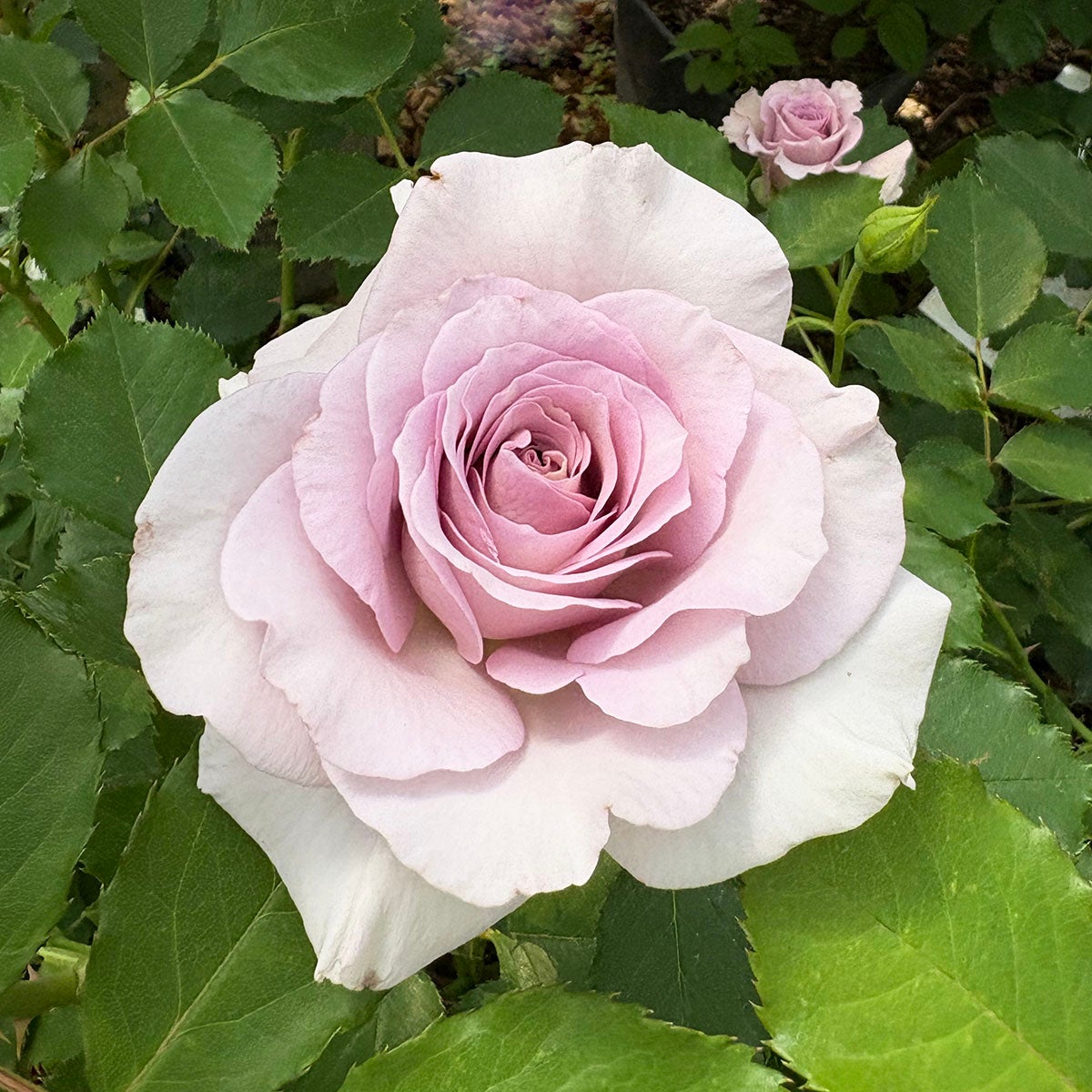 京阪園芸セレクション | THE ROSE SHOP｜バラ専門店 ザローズショップ
