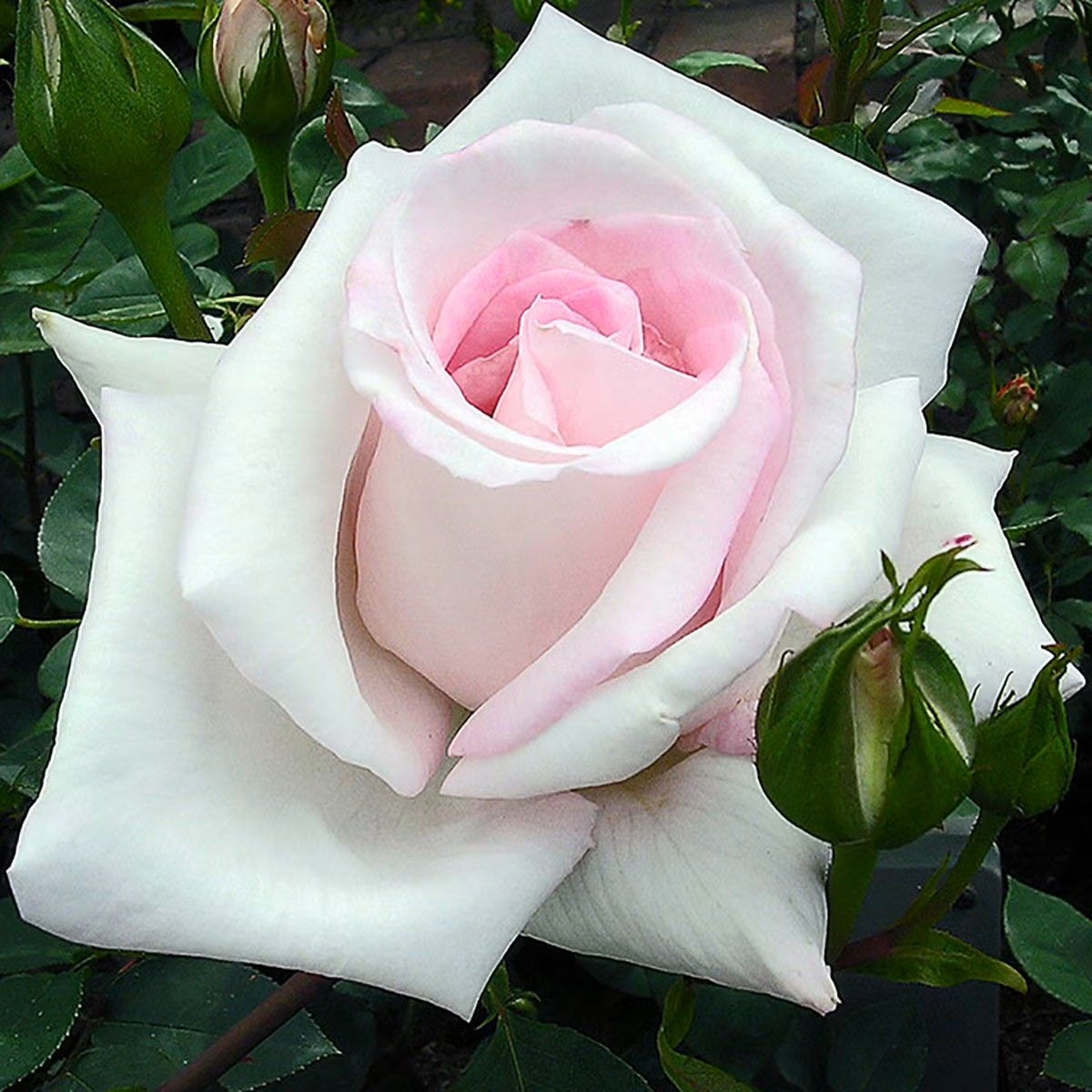 バラ苗花嫁
