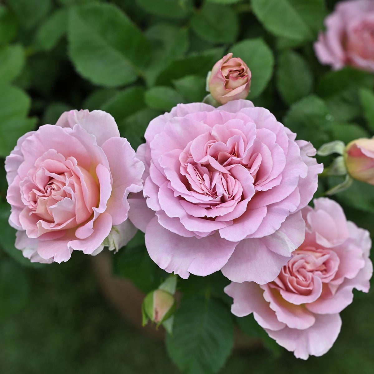 形状から選ぶ | THE ROSE SHOP｜バラ専門店 ザローズショップ 本店