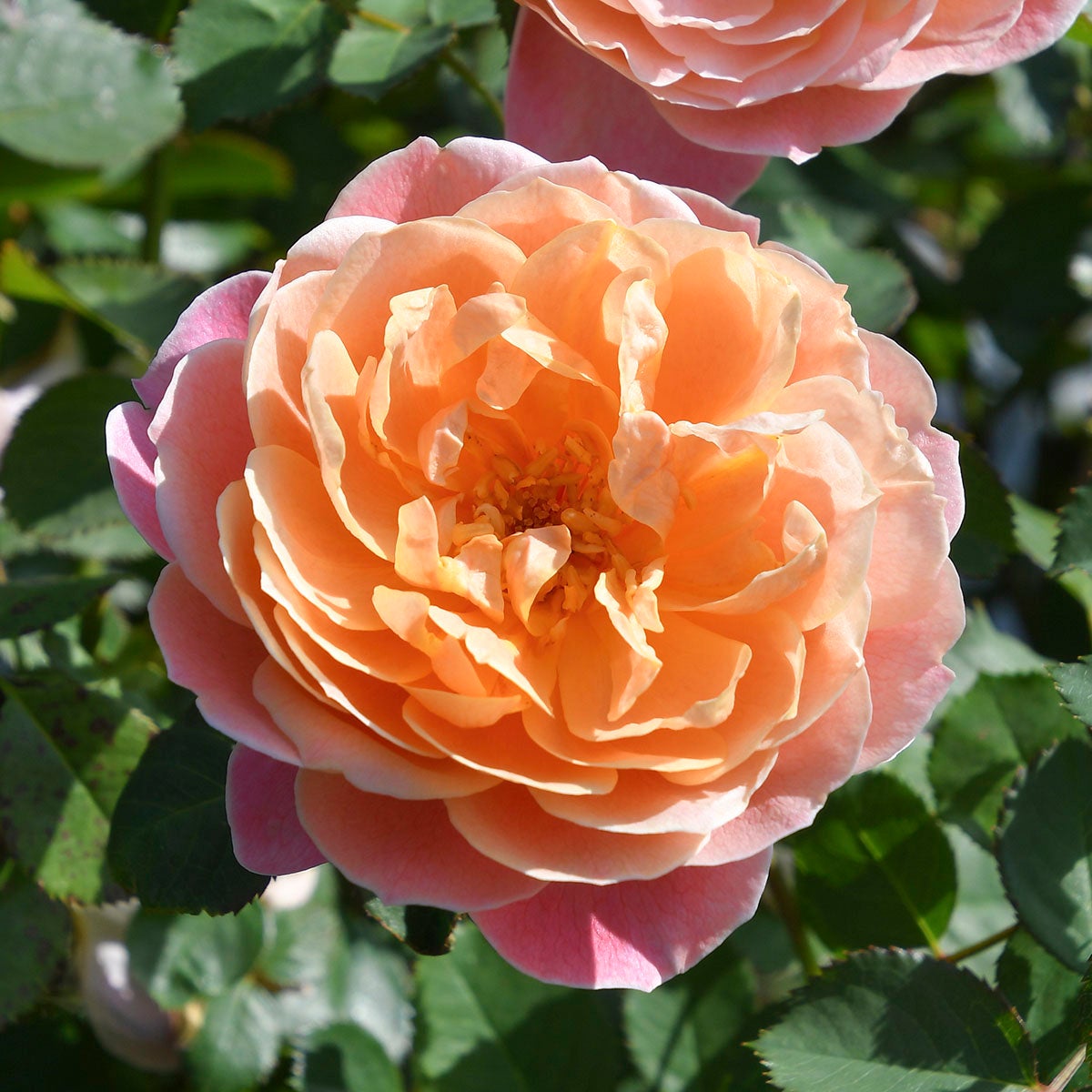 ロサオリエンティス／プログレッシオ | THE ROSE SHOP｜バラ専門店 ザ