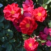バラ苗風姿花伝 紅 (ふうしかでん くれない)