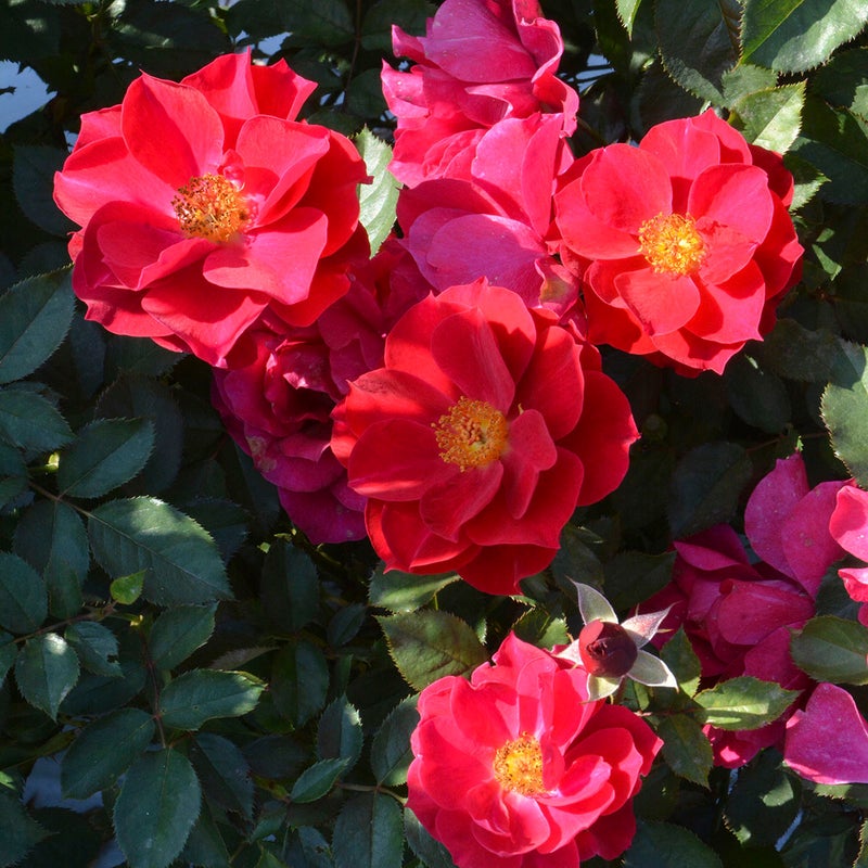 バラ苗風姿花伝 紅 (ふうしかでん くれない)