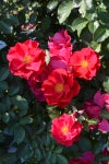 バラ苗風姿花伝 紅 (ふうしかでん くれない)
