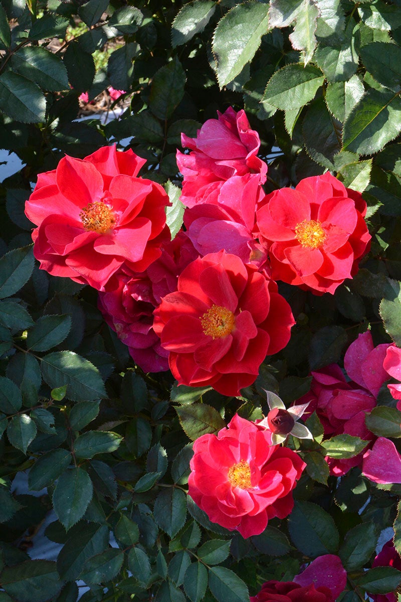 バラ苗風姿花伝 紅 (ふうしかでん くれない)