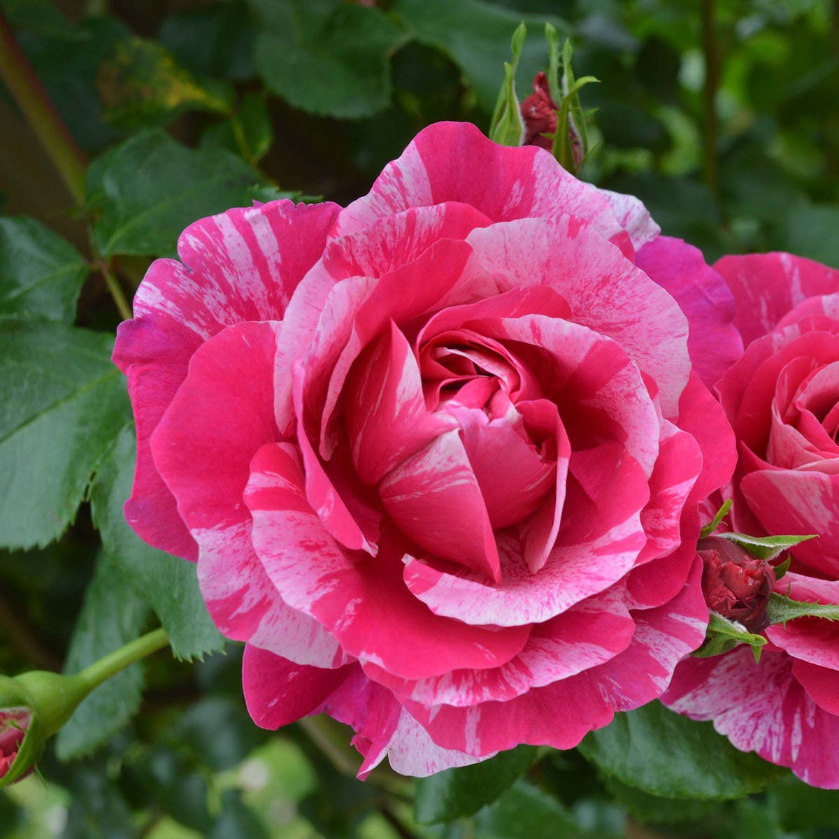バラ苗大苗(つるバラ) | THE ROSE SHOP|バラ専門店 ザローズ バラ苗大苗(つるバラ) | THE ROSE SHOP|バラ専門店 ザローズ